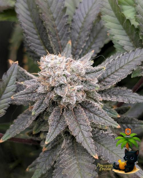 The Dreamy, Pineapple Dream - Catlife420. Week 16 - 2-13  
Day 112  
Day 66