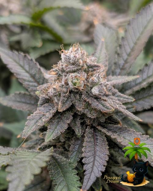 The Dreamy, Pineapple Dream - Catlife420. Week 16 - 2-13  
Day 112  
Day 66