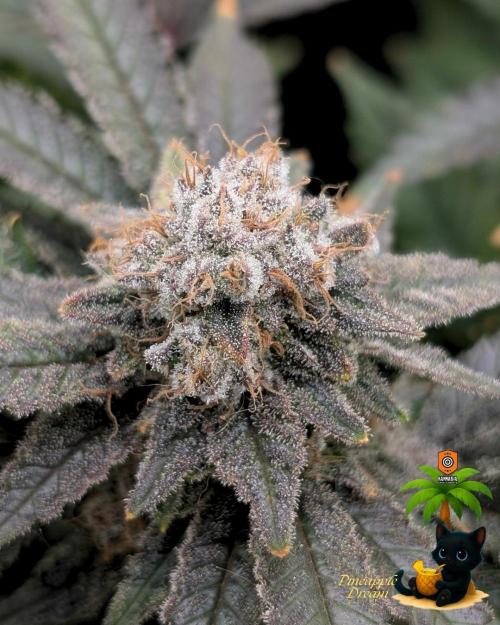The Dreamy, Pineapple Dream - Catlife420. Week 16 - 2-13  
Day 112  
Day 66