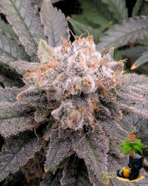 The Dreamy, Pineapple Dream - Catlife420. Week 16 - 2-13  
Day 112  
Day 66