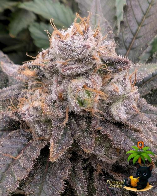 The Dreamy, Pineapple Dream - Catlife420. Week 16 - 2-13  
Day 112  
Day 66