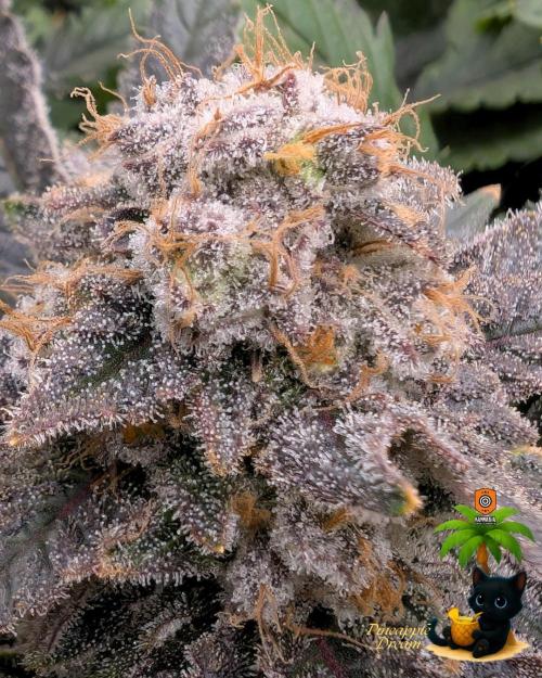 The Dreamy, Pineapple Dream - Catlife420. Week 16 - 2-13  
Day 112  
Day 66