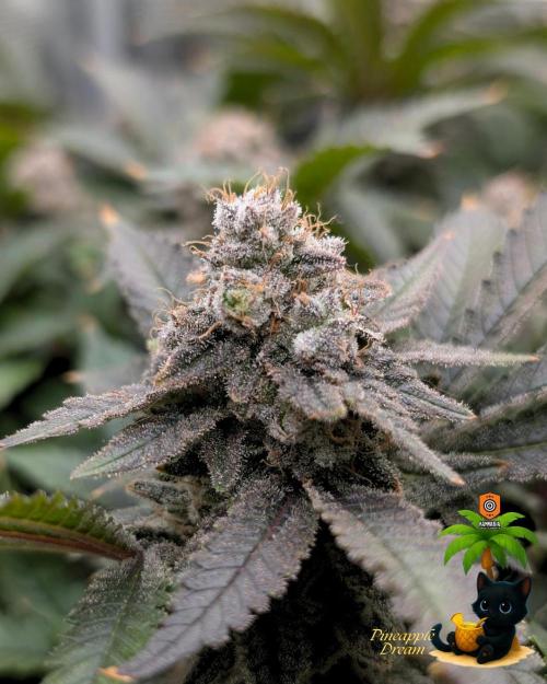 The Dreamy, Pineapple Dream - Catlife420. Week 16 - 2-13  
Day 112  
Day 66