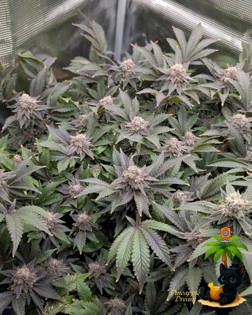 The Dreamy, Pineapple Dream - Catlife420. Week 16 - 2-13  
Day 112  
Day 66