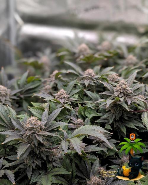 The Dreamy, Pineapple Dream - Catlife420. Week 16 - 2-13  
Day 112  
Day 66