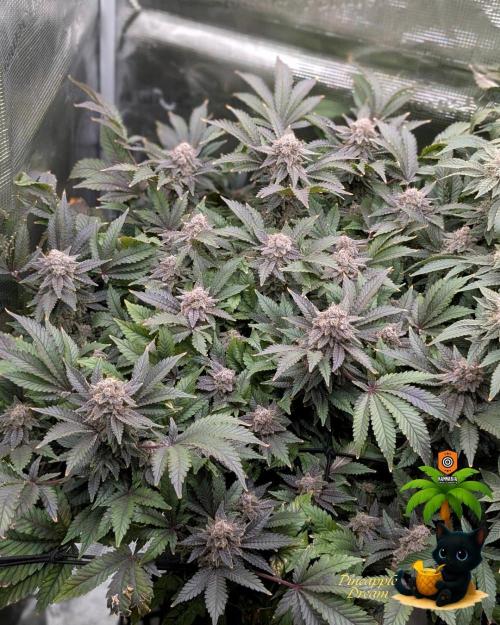 The Dreamy, Pineapple Dream - Catlife420. Week 16 - 2-13  
Day 112  
Day 66