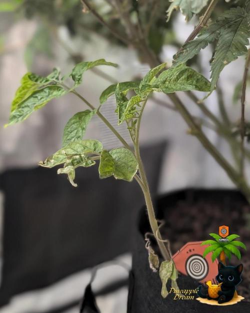 Pineapple Dream. Week 16