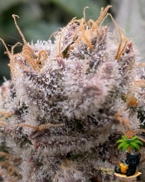 The Dreamy, Pineapple Dream - Catlife420. Week 17 - 2-20
Day 119
Day 73