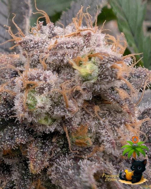 Pineapple Dream. Week 17