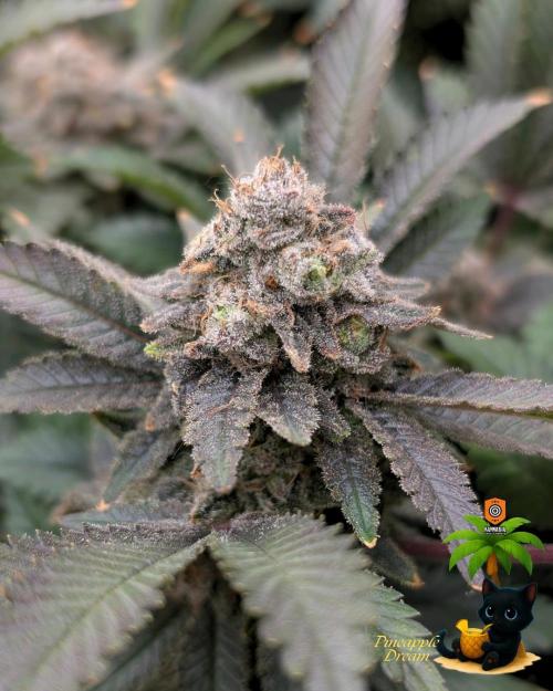 The Dreamy, Pineapple Dream - Catlife420. Week 18 - 2-22 
Day 121  
Day 75