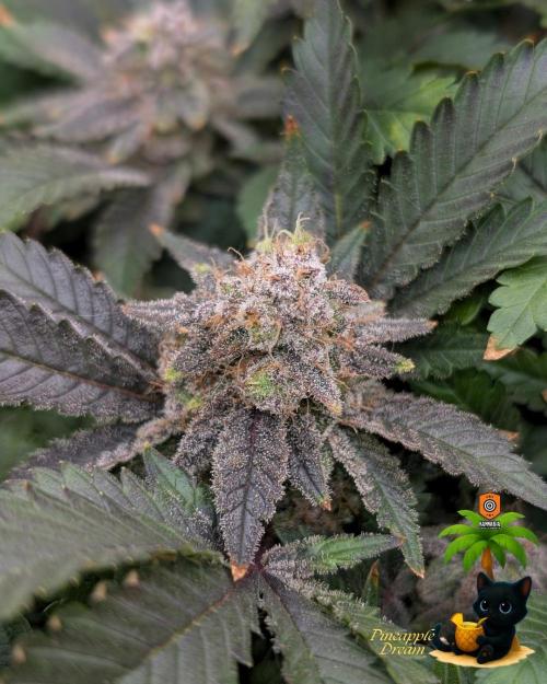 The Dreamy, Pineapple Dream - Catlife420. Week 18 - 2-22 
Day 121  
Day 75