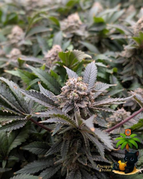 The Dreamy, Pineapple Dream - Catlife420. Week 18 - 2-22 
Day 121  
Day 75