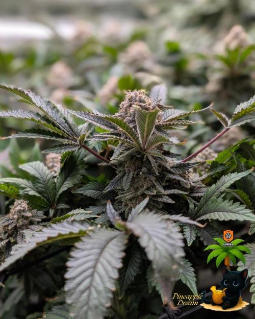 The Dreamy, Pineapple Dream - Catlife420. Week 18 - 2-22 
Day 121  
Day 75