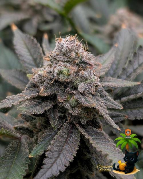 The Dreamy, Pineapple Dream - Catlife420. Week 18 - 2-22 
Day 121  
Day 75