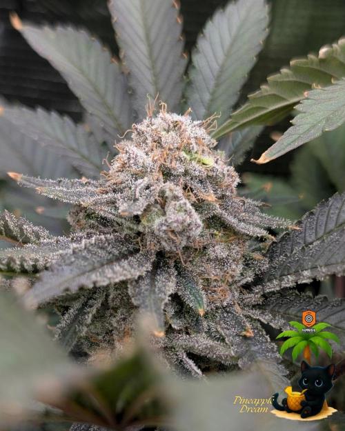 The Dreamy, Pineapple Dream - Catlife420. Week 18 - 2-22 
Day 121  
Day 75