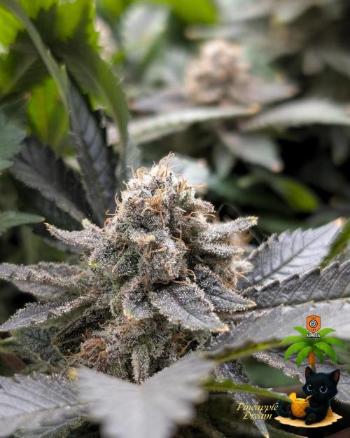 The Dreamy, Pineapple Dream - Catlife420. Week 18 - 2-22 
Day 121  
Day 75