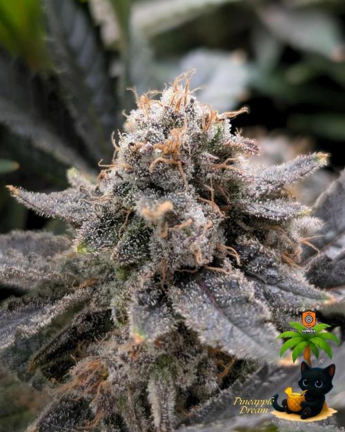 The Dreamy, Pineapple Dream - Catlife420. Week 18 - 2-22 
Day 121  
Day 75