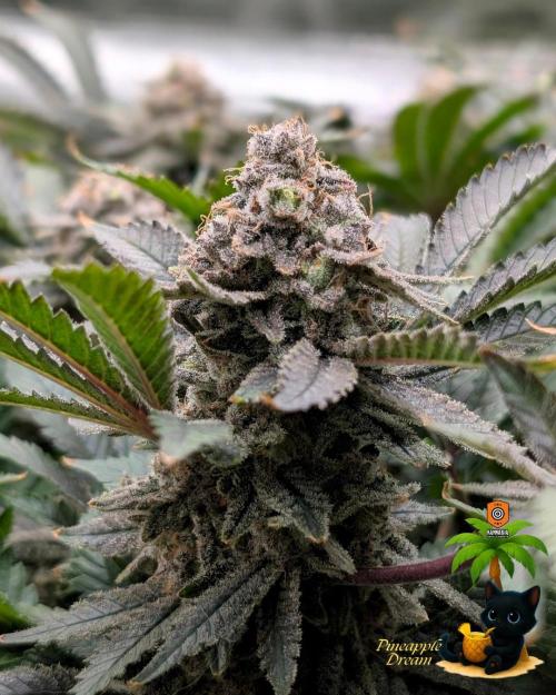 The Dreamy, Pineapple Dream - Catlife420. Week 18 - 2-22 
Day 121  
Day 75