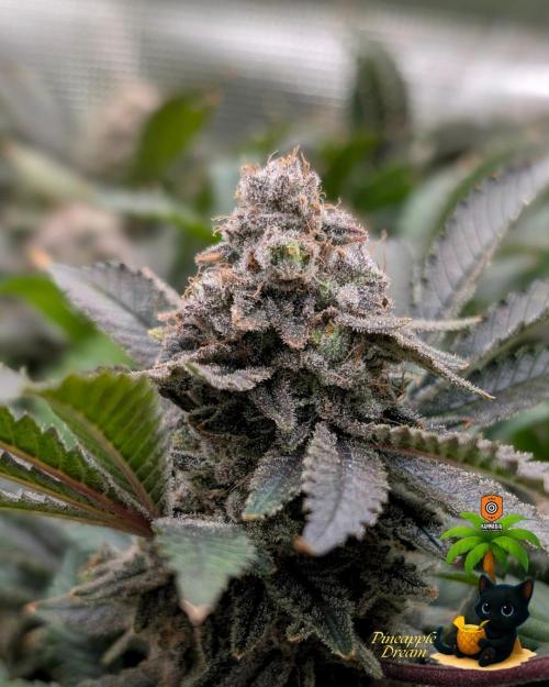 The Dreamy, Pineapple Dream - Catlife420. Week 18 - 2-24  
Day 123  
Day 77