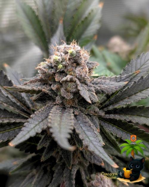 The Dreamy, Pineapple Dream - Catlife420. Week 18 - 2-24  
Day 123  
Day 77