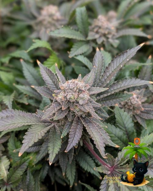 The Dreamy, Pineapple Dream - Catlife420. Week 18 - 2-24  
Day 123  
Day 77