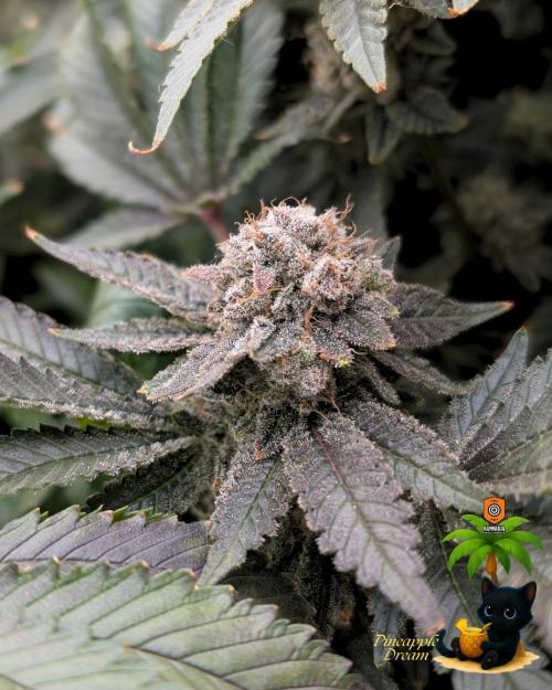 The Dreamy, Pineapple Dream - Catlife420. Week 18 - 2-24  
Day 123  
Day 77