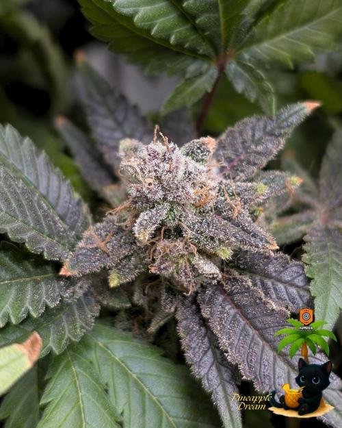 The Dreamy, Pineapple Dream - Catlife420. Week 18 - 2-24  
Day 123  
Day 77