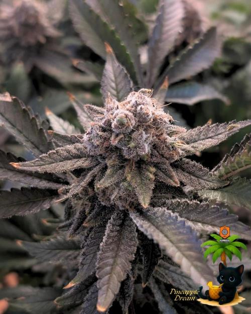The Dreamy, Pineapple Dream - Catlife420. Week 18 - 2-25  
Day 124  
Day 78