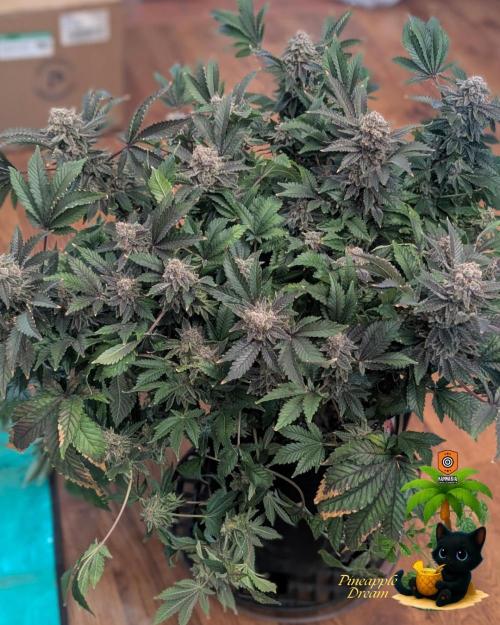 The Dreamy, Pineapple Dream - Catlife420. Week 18 - 2-25  
Day 124  
Day 78