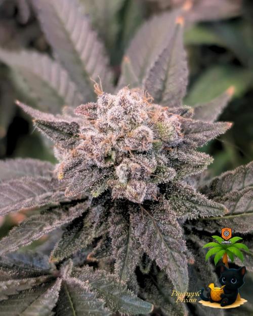 The Dreamy, Pineapple Dream - Catlife420. Week 19