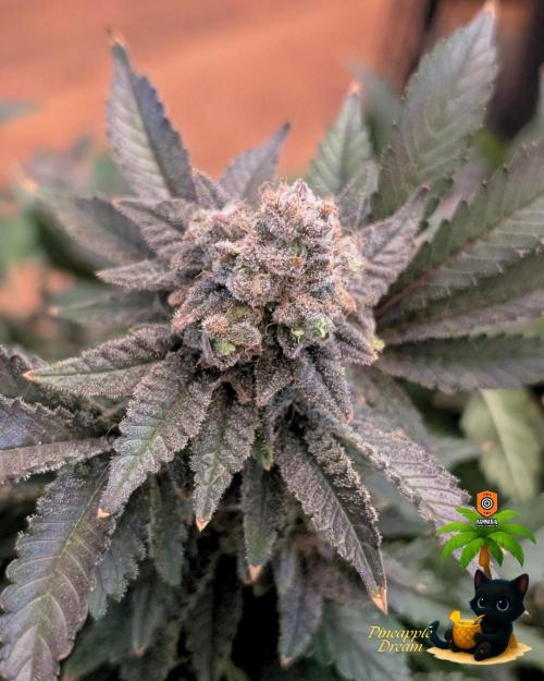 The Dreamy, Pineapple Dream - Catlife420. Week 19