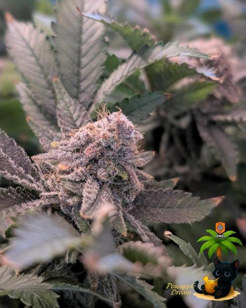 The Dreamy, Pineapple Dream - Catlife420. Week 19