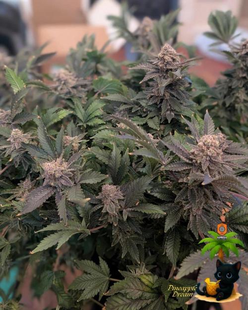 The Dreamy, Pineapple Dream - Catlife420. Week 19