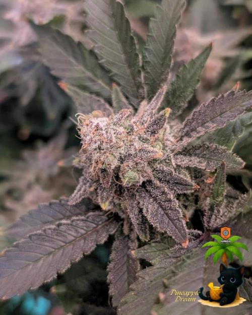 The Dreamy, Pineapple Dream - Catlife420. Week 19