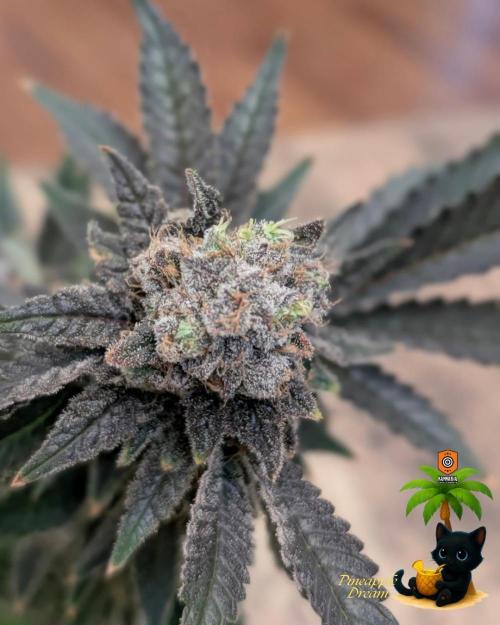 The Dreamy, Pineapple Dream - Catlife420. Week 19