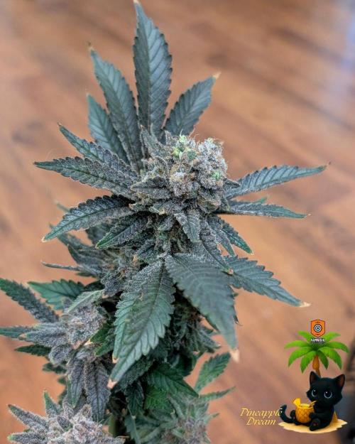 The Dreamy, Pineapple Dream - Catlife420. Week 19