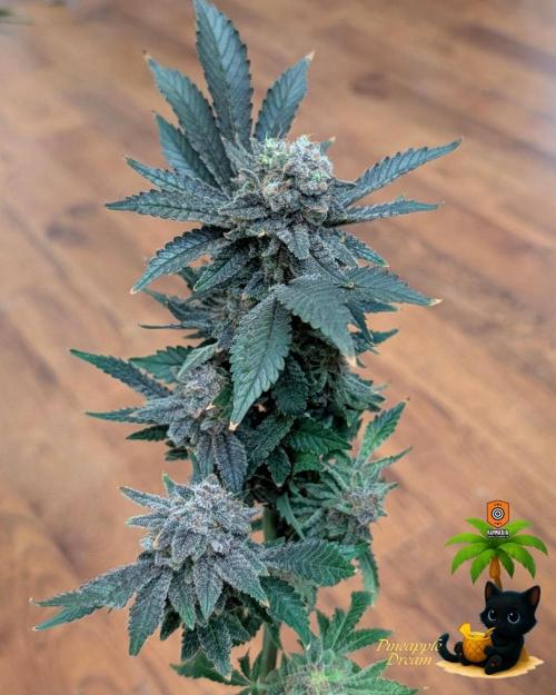 The Dreamy, Pineapple Dream - Catlife420. Week 19