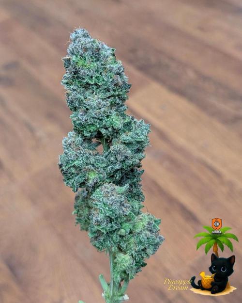 The Dreamy, Pineapple Dream - Catlife420. Week 19