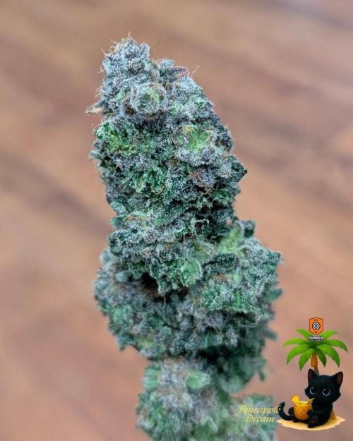 The Dreamy, Pineapple Dream - Catlife420. Week 19
