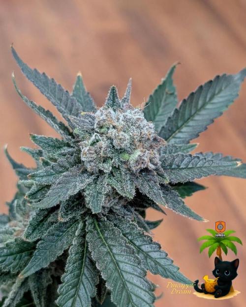The Dreamy, Pineapple Dream - Catlife420. Week 19