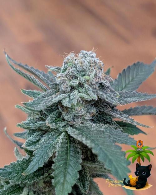 The Dreamy, Pineapple Dream - Catlife420. Week 19