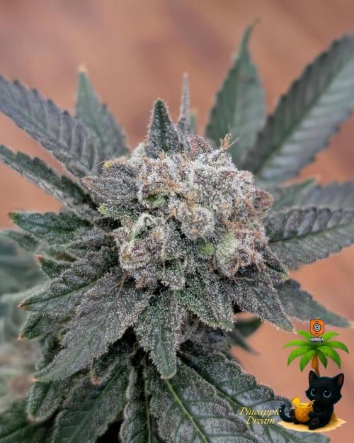 The Dreamy, Pineapple Dream - Catlife420. Week 19