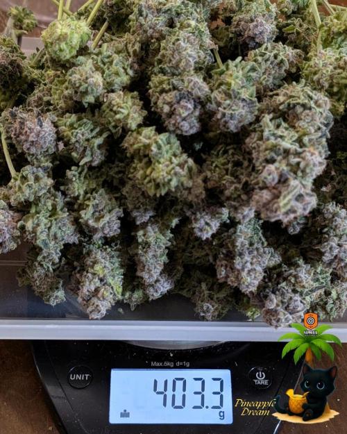The Dreamy, Pineapple Dream - Catlife420. Week 19