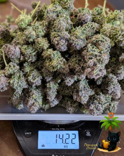 The Dreamy, Pineapple Dream - Catlife420. Week 19