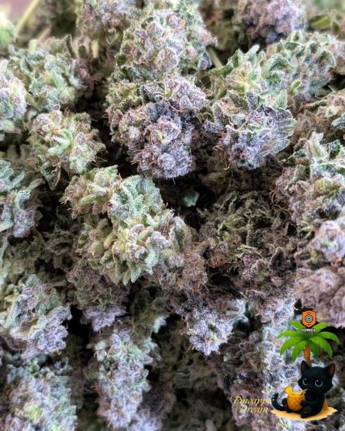 The Dreamy, Pineapple Dream - Catlife420. Week 19