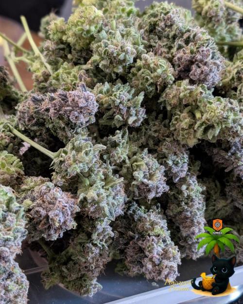 The Dreamy, Pineapple Dream - Catlife420. Week 19