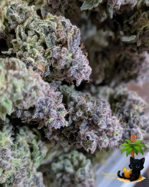 The Dreamy, Pineapple Dream - Catlife420. Week 19