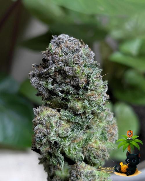 The Dreamy, Pineapple Dream - Catlife420. Week 19