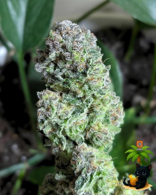 The Dreamy, Pineapple Dream - Catlife420. Week 19