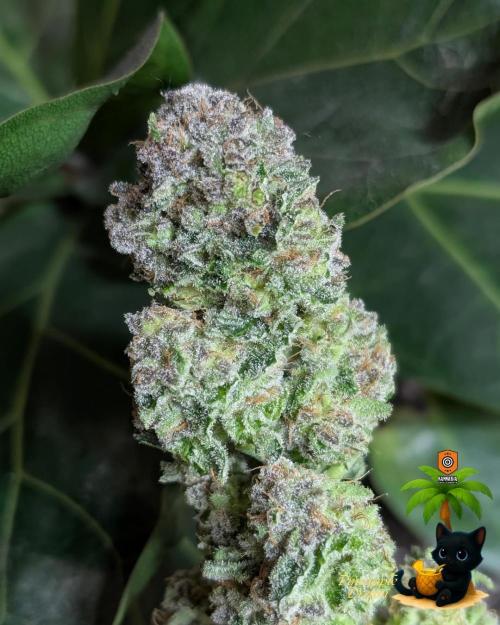 The Dreamy, Pineapple Dream - Catlife420. Week 19